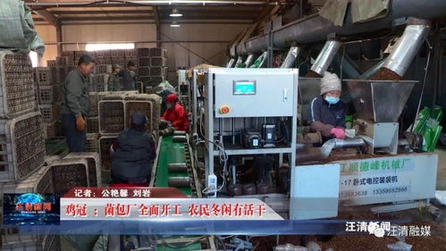 雞冠菌包廠全面開(kāi)工，網(wǎng)絡(luò)工程賦能，農(nóng)民冬閑有活干